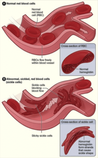 Red blood cells