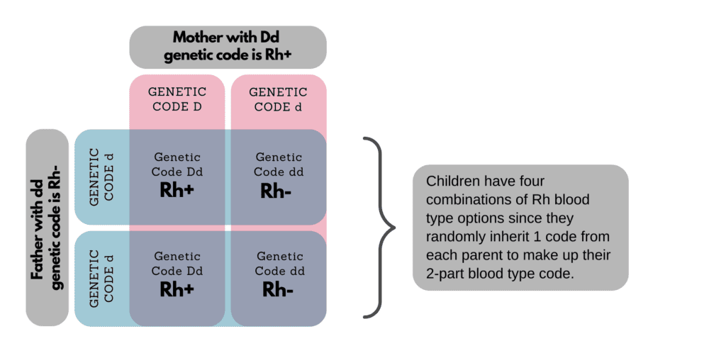 Blood type determined Rh example